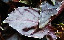 Basilikum-Bltter in einem fast schwrzlichen Violett